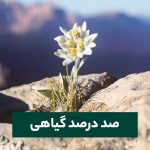 کرم روز جوانساز و نرم کننده پوست ادلوایس بادی شاپ - Image 3