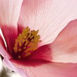 سرم‌بدن ضد‌پیری و بازسازی‌کننده Renew-Plus کلارنس